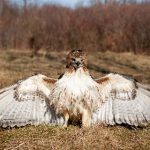 00118期大乐透开奖结果公布,大奖花落谁家? 9hujmz0